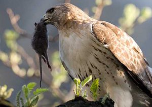 Red-tail-Marie-Winn2