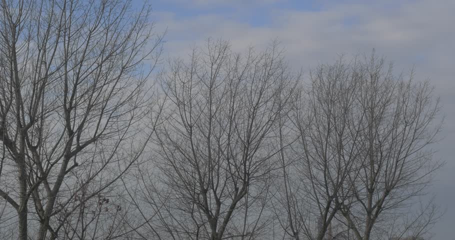 A Hillside Bare