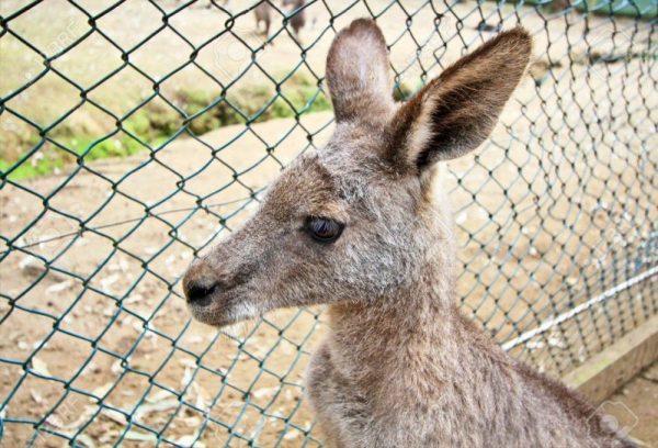 Albert the Kangaroo